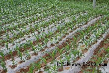 玉米地膜覆盖栽培技术_种植技术