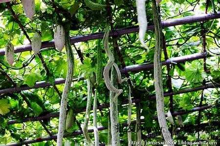 长江流域蛇瓜栽培技术_种植技术