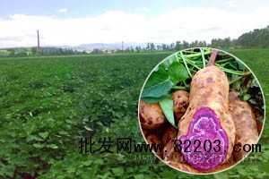 紫薯的特性及紫薯栽培技术_种植技术