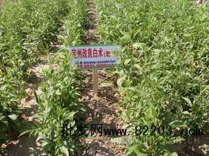 改良白术种植技术