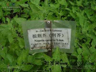 无公害荆芥栽培技术