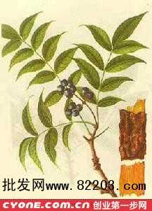黄柏种植技术