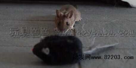 呆萌小老鼠专注玩耍玩具鼠遭偷拍_益智玩具品牌
