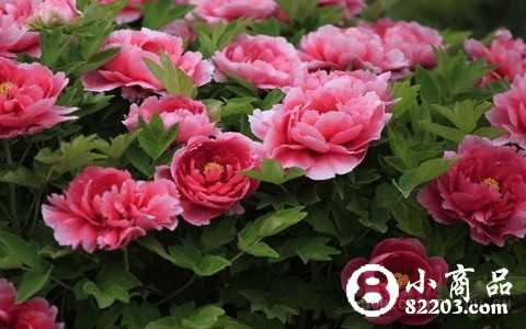 牡丹花怎么养 如何种植牡丹?注意合理施肥、浇水、摘芽等_养殖技术